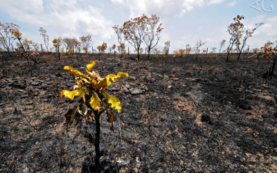 Afinal, o que é degradação ambiental?